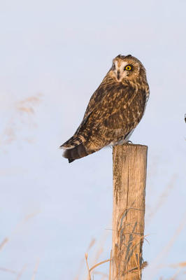 short-eared owl 5068