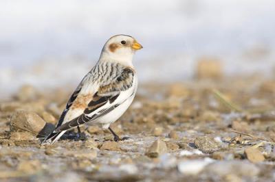 snow bunting 4925