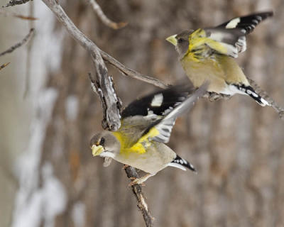 evening grosbeak 5399