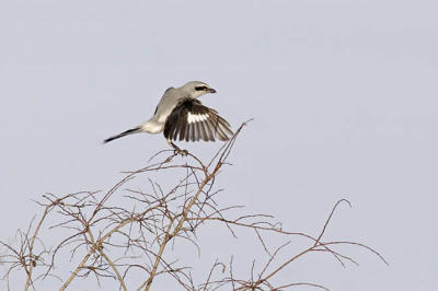 northern shrike 5893