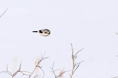 northern shrike 5896