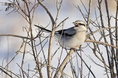 northern shrike 5915