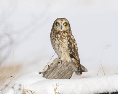 short-eared owl 6010