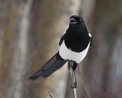 black-billed magpie 6221