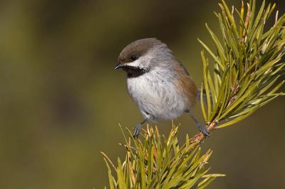 boreal chickadee 6847