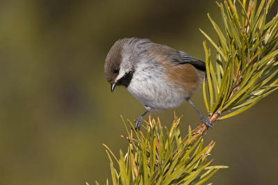 boreal chickadee 6850