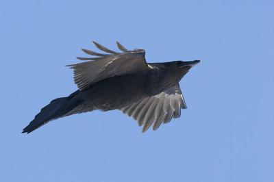 common raven 6788