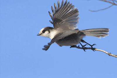 gray jay 6942