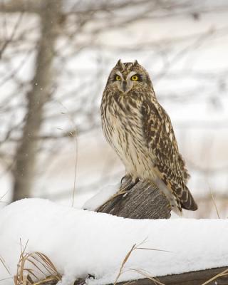 short-eared owl 6362