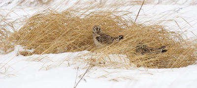 short-eared owl 6413