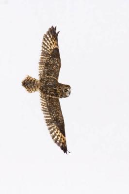 short-eared owl 6469