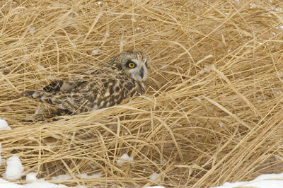 short-eared owl 6481