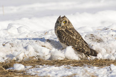 short-eared owl 7177