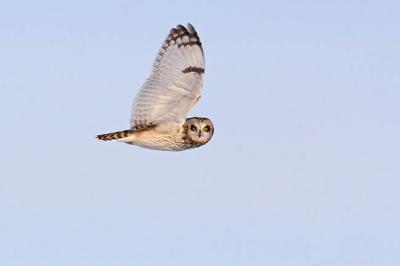 short-eared owl 7333