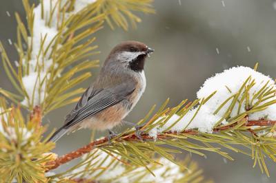 boreal chickadee 0684