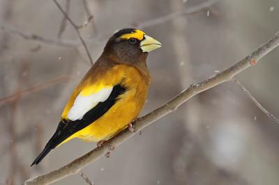 evening grosbeak 0205