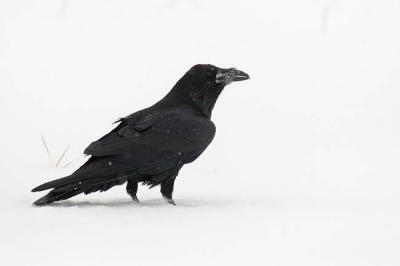 common raven 0808