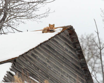 red fox 0785