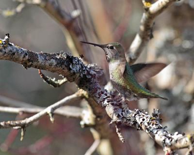 anna's hummingbird 1350