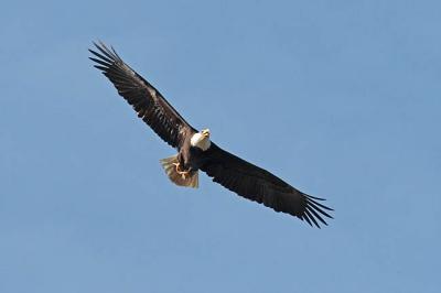 bald eagle 0542