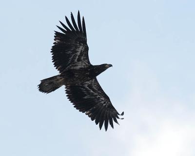 bald eagle 0923