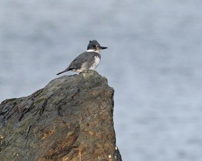 belted kingfisher 1539