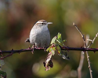 bewick's wren 1389