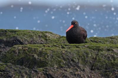 black oystercatcher 1065