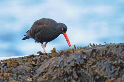 black oystercatcher 1140