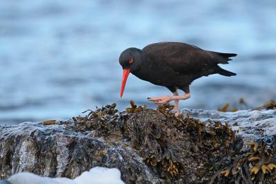 black oystercatcher 1169