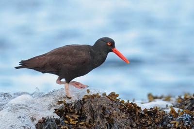 black oystercatcher 1180