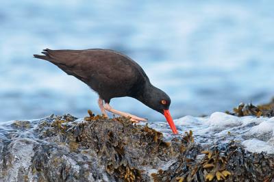 black oystercatcher 1183