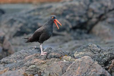 black oystercatcher 1232