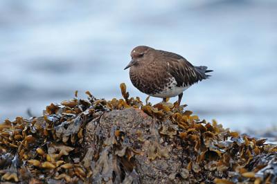 black turnstone 1238