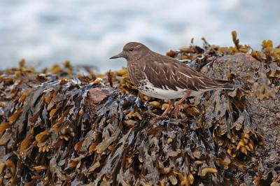 black turnstone 1259