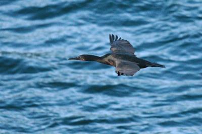brandt's cormorant 0046