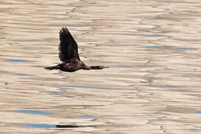 brandt's cormorant 0788