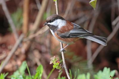 chestnut-backed chickadee 0332