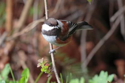 chestnut-backed chickadee 0334