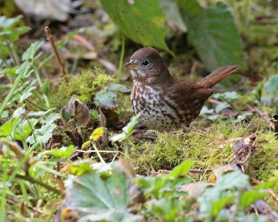 fox sparrow 0260