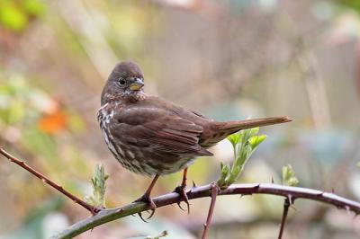 fox sparrow 0275