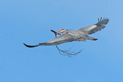 great blue heron 0886