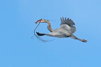 great blue heron 0889