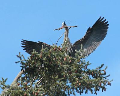 great blue heron 0896