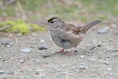 golden-crowned sparrow 0514