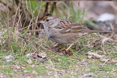 golden-crowned sparrow 0520