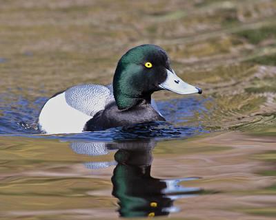 greater scaup 0416