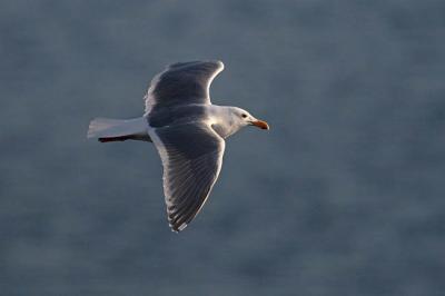 glaucous-winged gull 0075