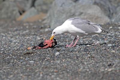 glaucous-winged gull 0975