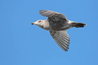 glaucous-winged gull 1009